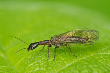 A small snakefly insect with long antennae and translucent wings rests on a green leaf.