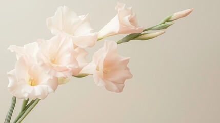Peach Gladiolus Blossoms Soft Lighting and Beige Background