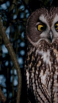Close-Up An owl piercing eyes gaze through dense tree branches. Deep browns and soft grays dominate. Moonlight highlights its feathers. The mood is mysterious and haunting.