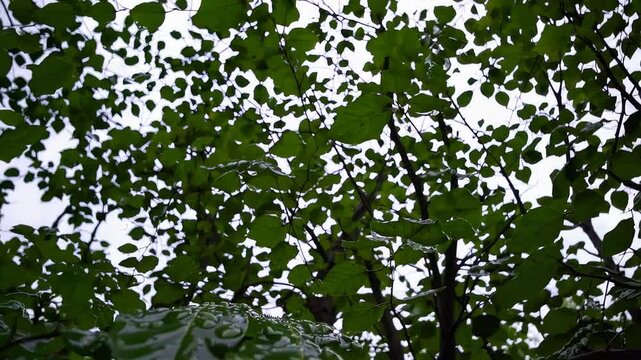 Fagus sylvatica (European beech) canopy viewed from below, with vibrant green leaves creating a natural pattern against the overcast sky.