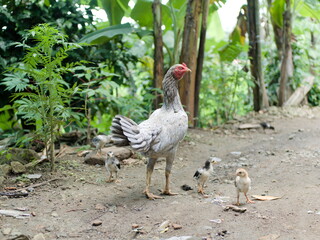 The chicken is gray and there are several chicks beside it