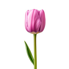 Fototapeta premium Elegant purple tulip with a green stem thriving against a simple background in a bright, natural setting