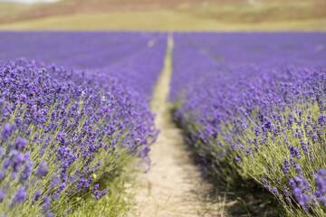 Obraz premium Landscape on a lavender field in New Zealand. 