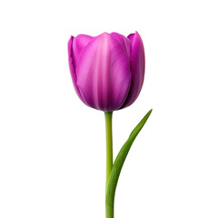 Purple tulip with a sleek green stem captured in a minimalist setting showcasing its vibrant colors and delicate form