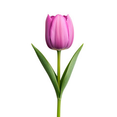 Fototapeta premium Elegant purple tulip blooming with vibrant green stem in a garden setting during spring