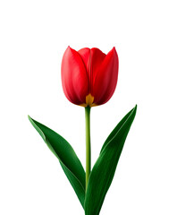Fototapeta premium Vibrant red tulip standing tall with a long green stem in a minimalistic setting for floral enthusiasts