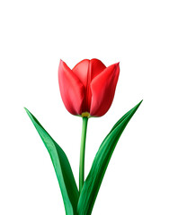 Fototapeta premium Beautiful red tulip with green stem stands gracefully against a white background