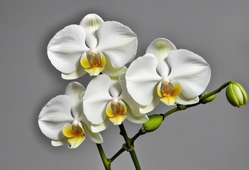 Obraz premium Minimalist White Phalaenopsis Orchids with Green Buds on Soft Gray Canvas