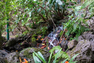 Greenery in a park, Monte, Funchal, Madeira
