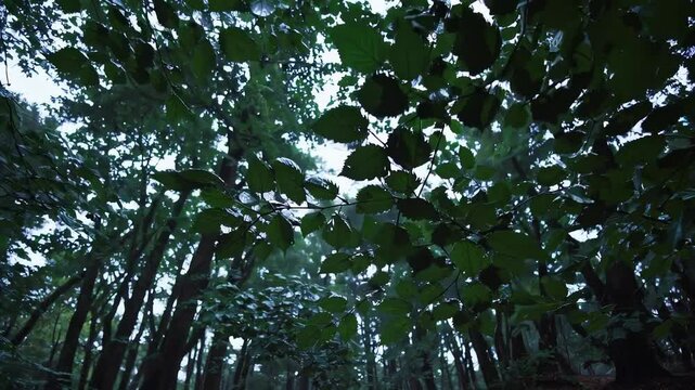 view of a dense Fagus sylvatica (European beech) forest canopy, with overlapping dark green leaves filtering soft daylight, creating a tranquil and immersive woodland atmosphere.