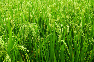 The view of rice plants in the rice fields is suitable for an agricultural background