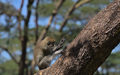 adorable vervet monkey sitting on a tree branch grooming itself in the wild forest of solio game reserve, kenya
