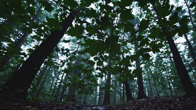 dense Fagus sylvatica (European beech) forest captured from a low-angle perspective, with dark green leaves forming a thick canopy in a misty, tranquil atmosphere.