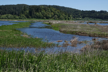 Serpentine waterway meanders through verdant marsh in Coquille, Coos county Oregon