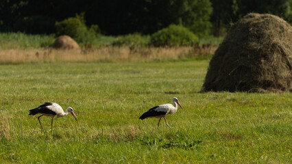 a pair of cranes on the meadow