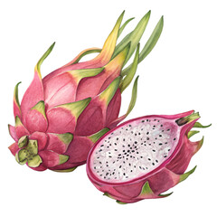 dragon fruit watercolor illustration
