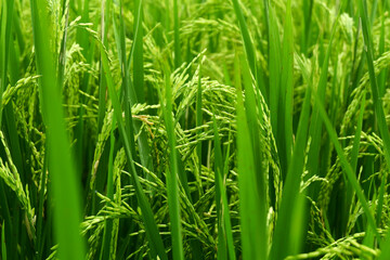 The view of rice plants in the rice fields is suitable for an agricultural background