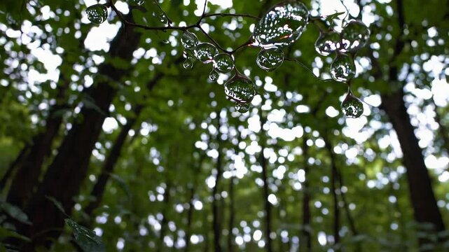 Fresh raindrops glistening on green leaves in a dense Fagus sylvatica (European beech) forest, capturing the serenity and moisture of nature after rainfall