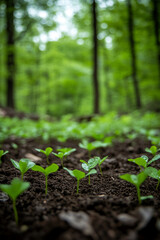 Close-up of fresh green sprouts growing in fertile soil in a forest, symbolizing nature's renewal and the beginning of new life in the wild environment.