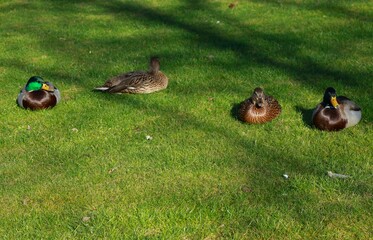 ducks in the grass