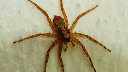 Pardosa (Wolf Spider)