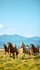 Obraz premium A herd of horses runs through the pasture against the background of mountains and blue sky. Panoramic shooting, banner for your advertising, craft clay. isolated with white shades