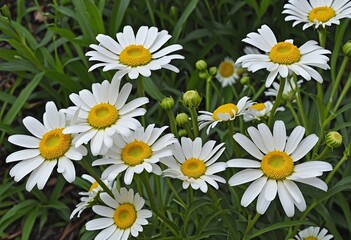 Fototapeta premium Moody Summer Meadow: Close-up of Blooming Oxeye Daisies in White and Yellow
