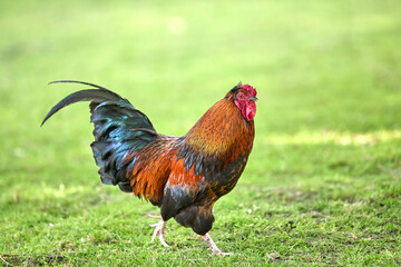 Fototapeta premium Red rooster free range in garden