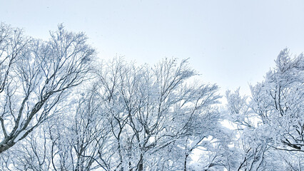 A tree heavily laden with snow against a hazy sky