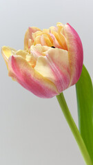 赤色と黄色の複色チューリップ