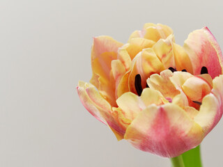 赤色と黄色の複色チューリップ