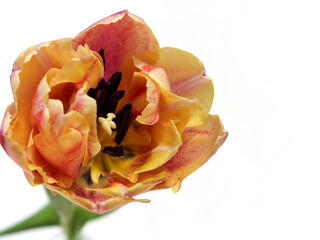 赤色と黄色の複色チューリップ