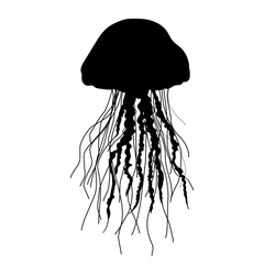 jellyfish silhouette on white background