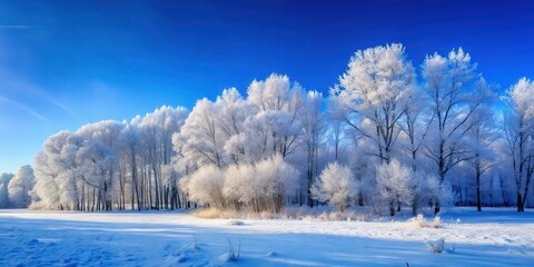 Snowy forest under blue sky with bare trees and frost , snow, frost,  snow, frost