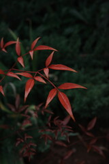 red leaves in the forest