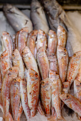 Fresh red mullet fish on ice at a seafood market. Close-up. Shallow depth of field vertical
