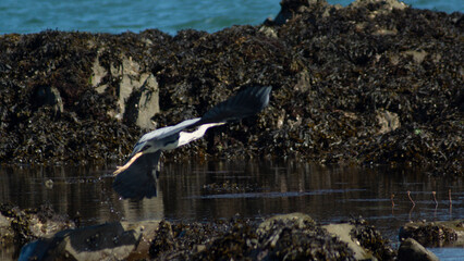 Grey Heron in Flight