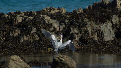 Grey Heron in Flight