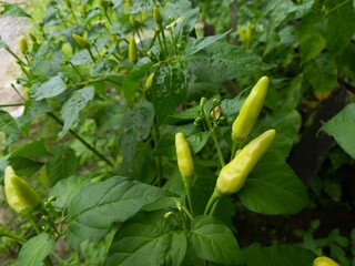 Obraz premium Fresh green chili peppers growing in a chili plantation, showcasing their vibrant color and healthy growth. Captured using a mid-range shot