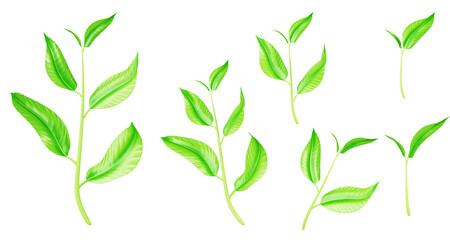 3d plant stem with green leaf png render icon set. Seedling, sapling or sprout branch for design, advertising, organic agriculture, natural products isolated on transparent background. 3D illustration