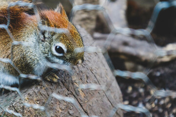 The squirrel sits on a branches in the winter or autumn