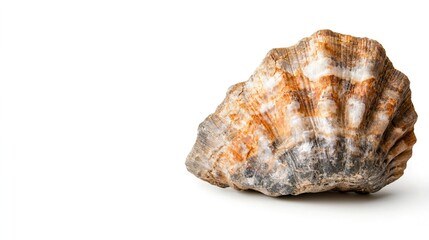 Obraz premium Beautiful Natural Shell on White Background for Decorative Use