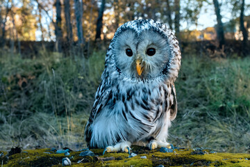 A beautiful owl, the Ural Owl, sits on a tree in the forest.