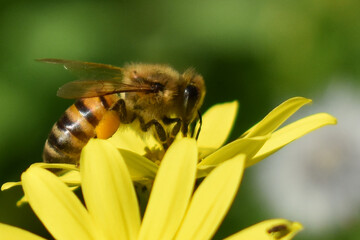 bee on a yellow flower