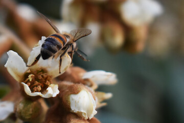 bee in winter