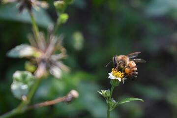bee on a white flower
