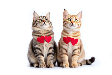 Obraz premium Two domestic cats with red heart decorations on white