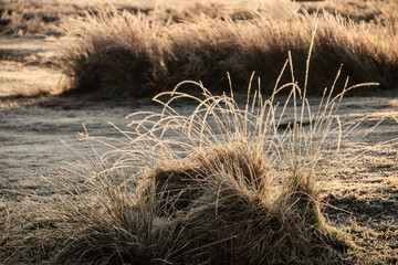 Beautiful atmospheric Winter sunrise landscape image of frozen fields and grasses with sun glow on the frosty ground