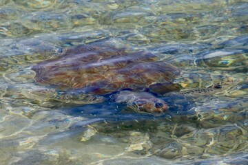 Meeresschildkr&ouml;te am Strand von Curacao 