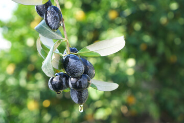 Black olives on branch close-up